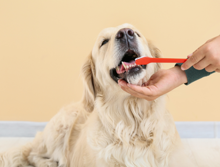 how to clean dog teeth with baking soda